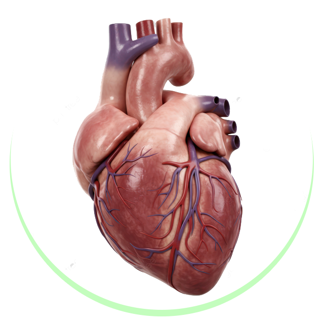 Hypertension, Cholesterol & Heart Disease